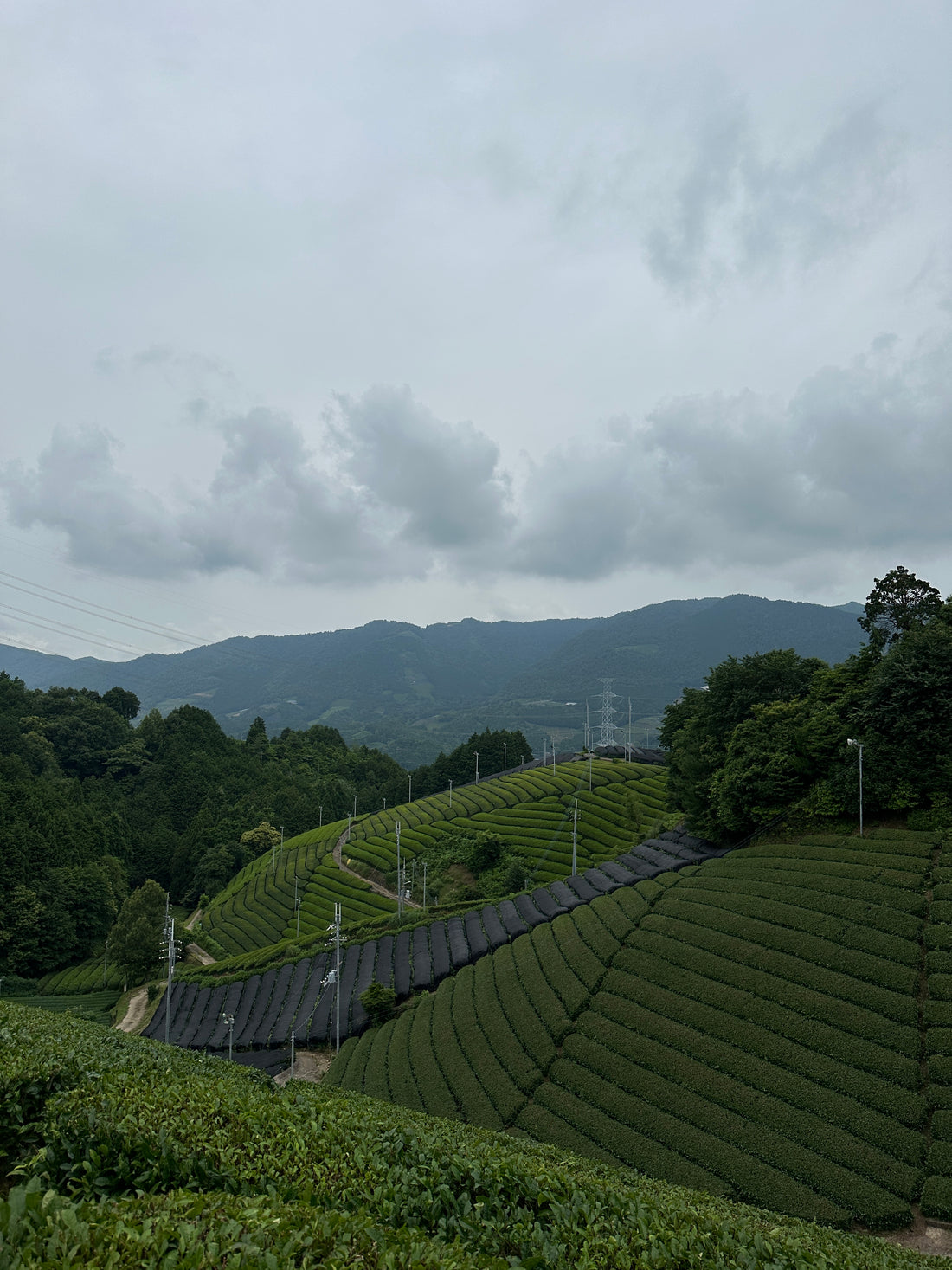 Our Trip to Wazuka, Kyoto